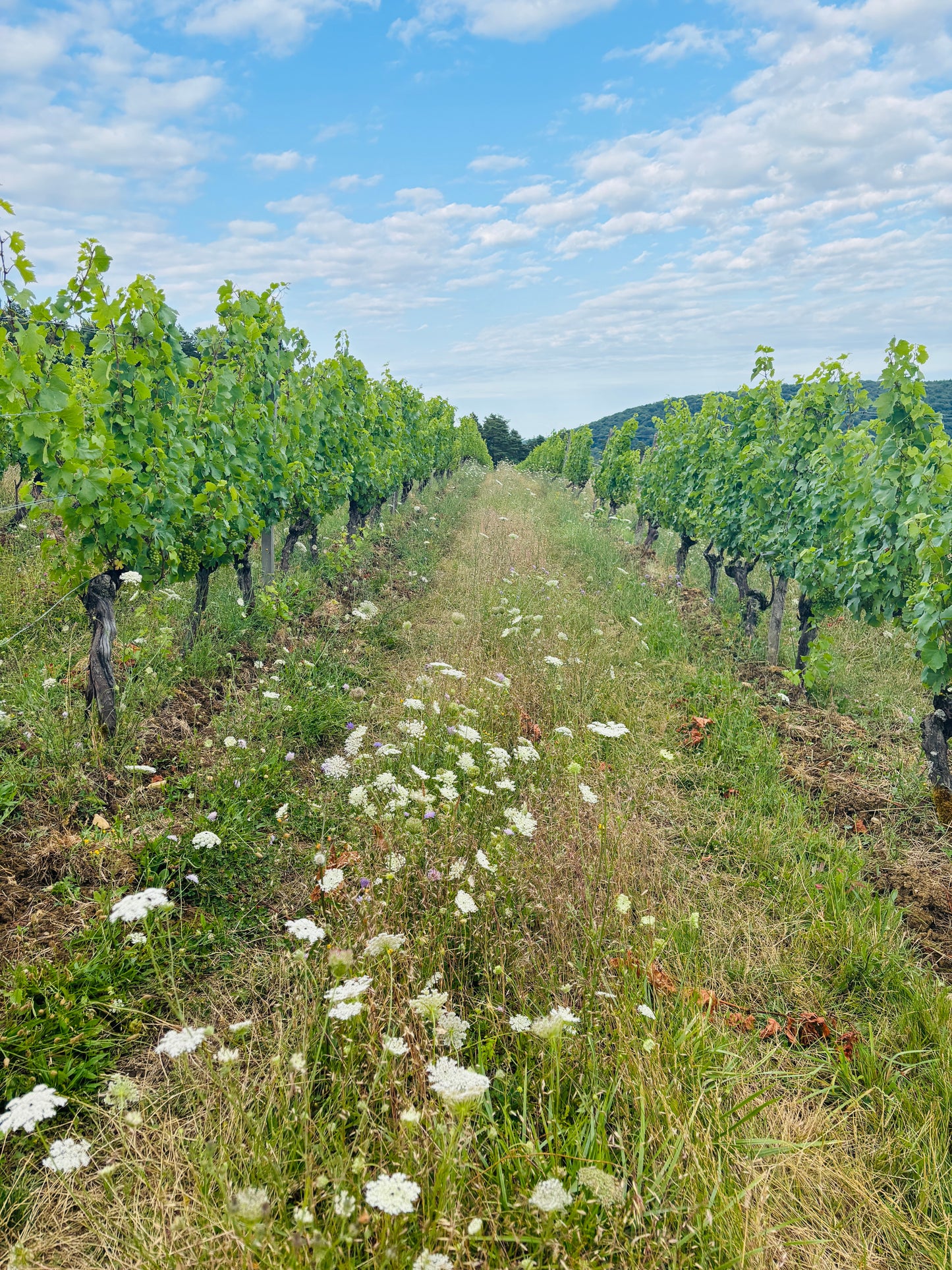 Bourgogne - Les Blancs proeverij