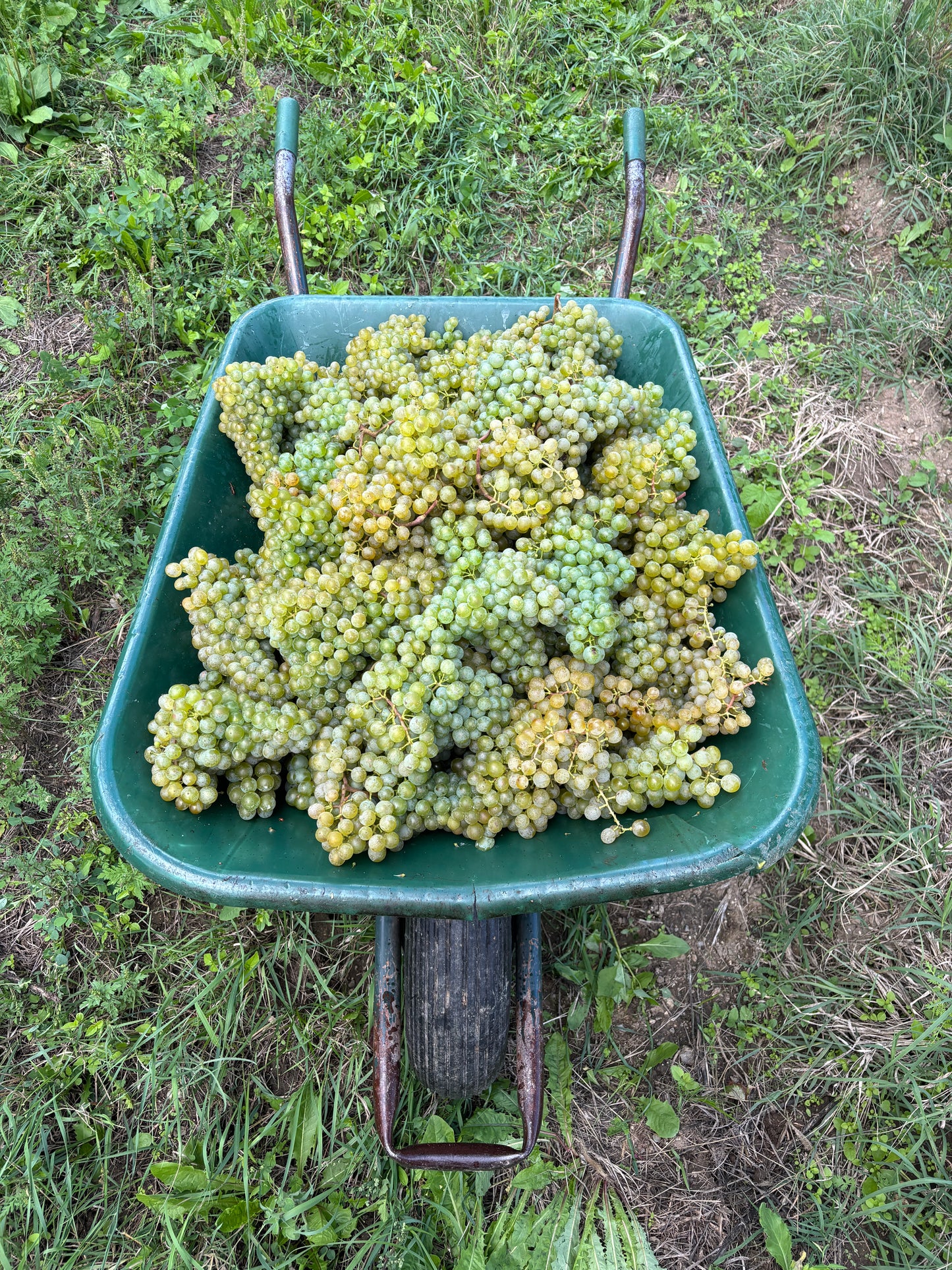 Lichtenberger-Gonzalez Sau Spitz 2022