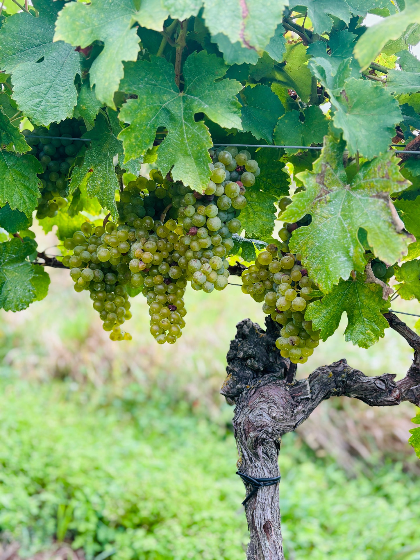 Lichtenberger-Gonzalez Muschelkalk weiss 2022