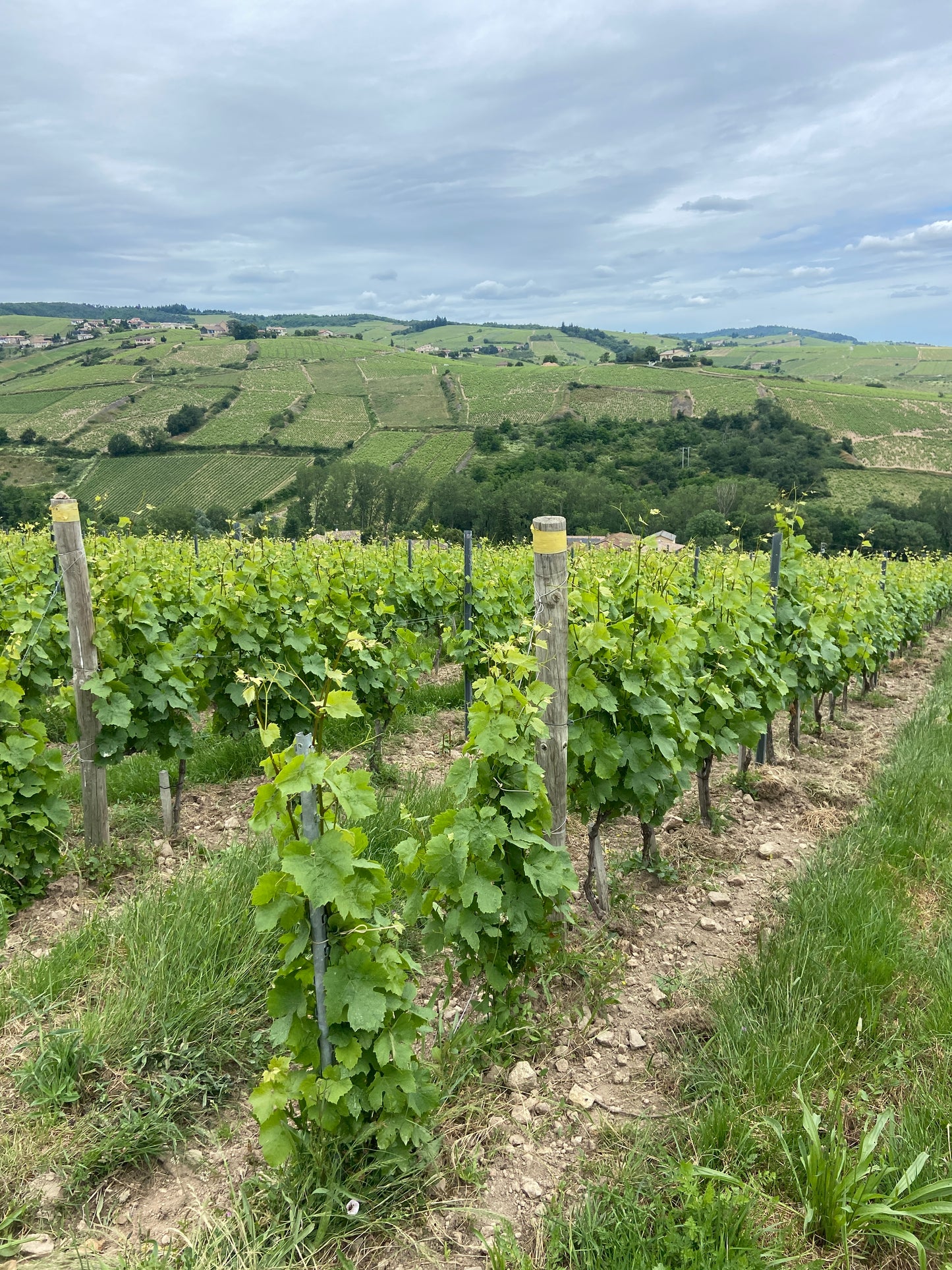 Domaine Leyre-Loup Morgon 2019