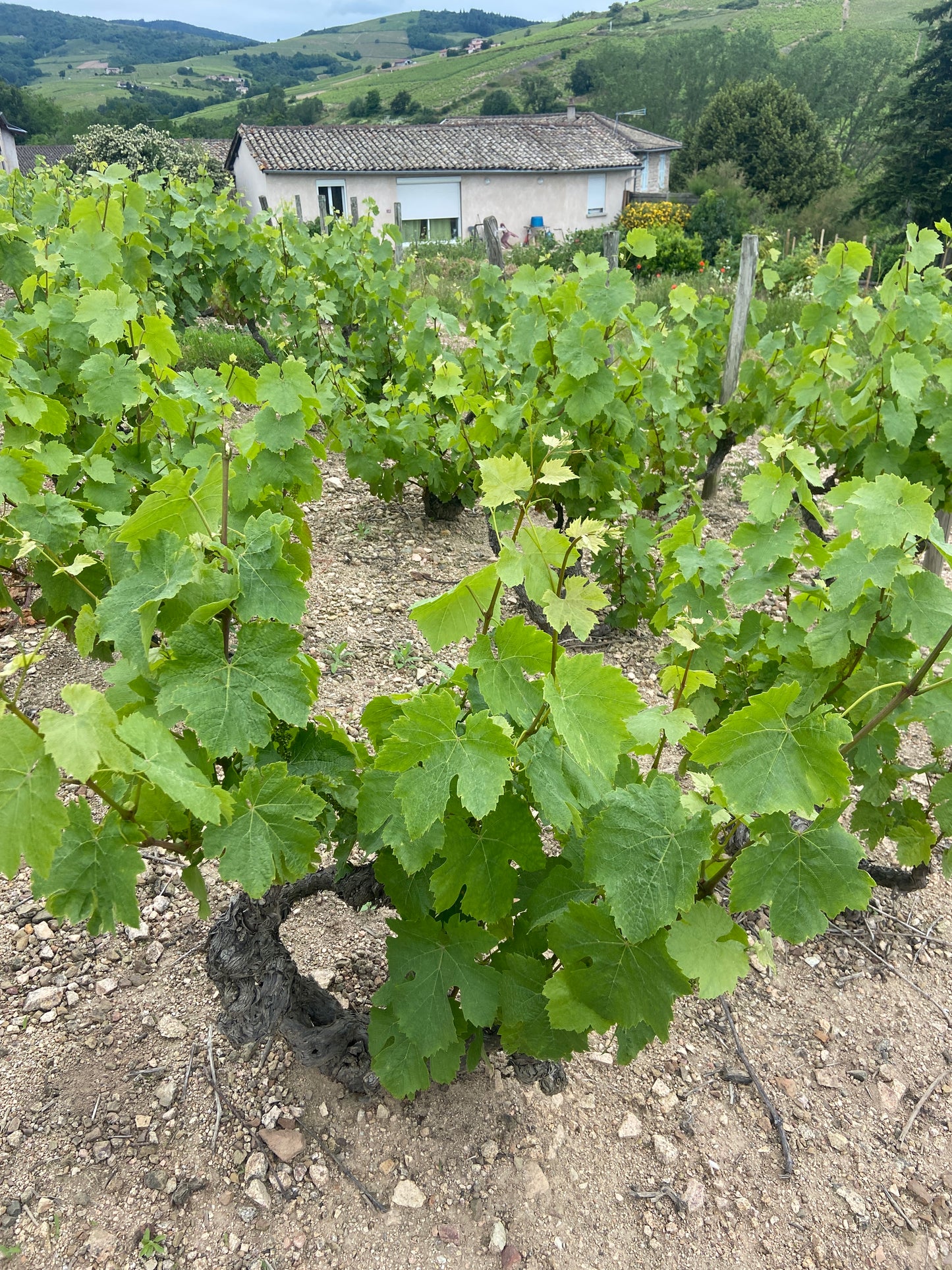 Domaine Leyre-Loup Morgon 2019