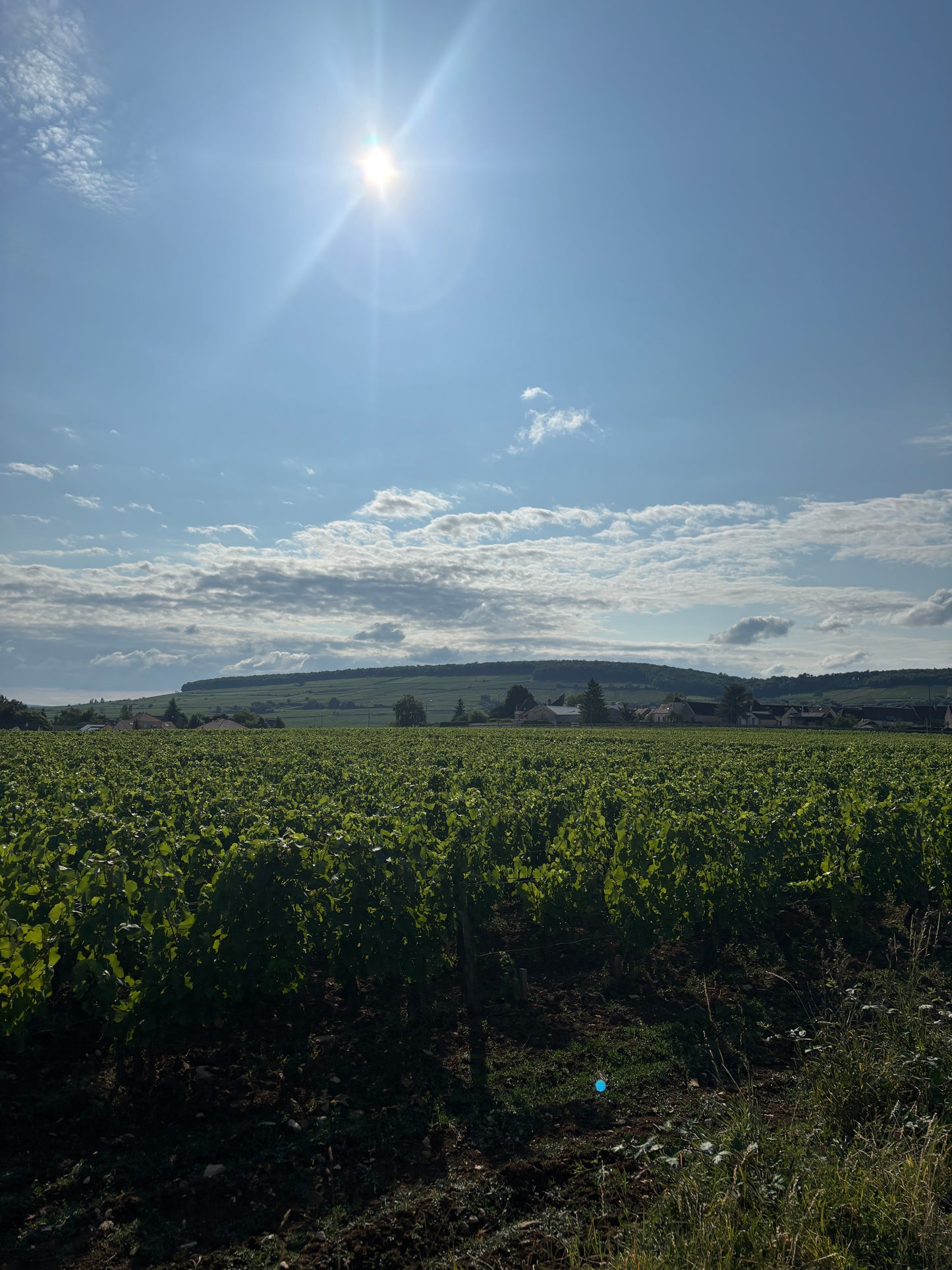 Le Grain du Vin Grain de Jouvence Bourgogne rouge 2023