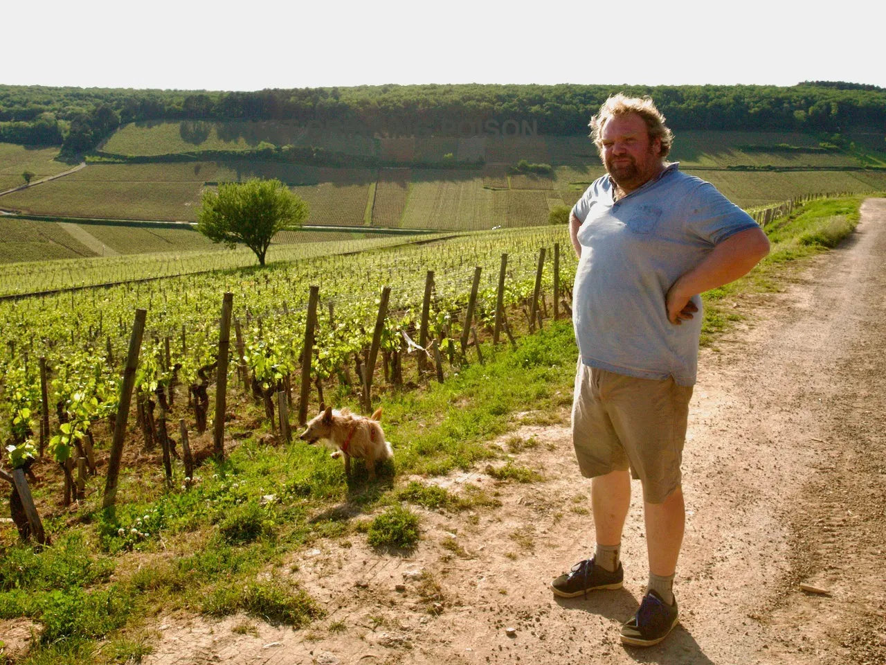 Chapuis et Chapuis Savigny les Beaune Rouge 2023