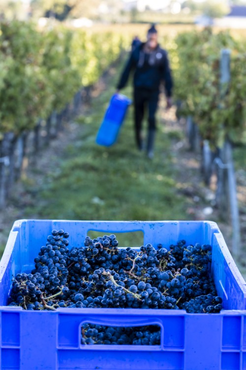 Château Magdeleine Bouhou Cabernet Franc – Sans Soufre 2019